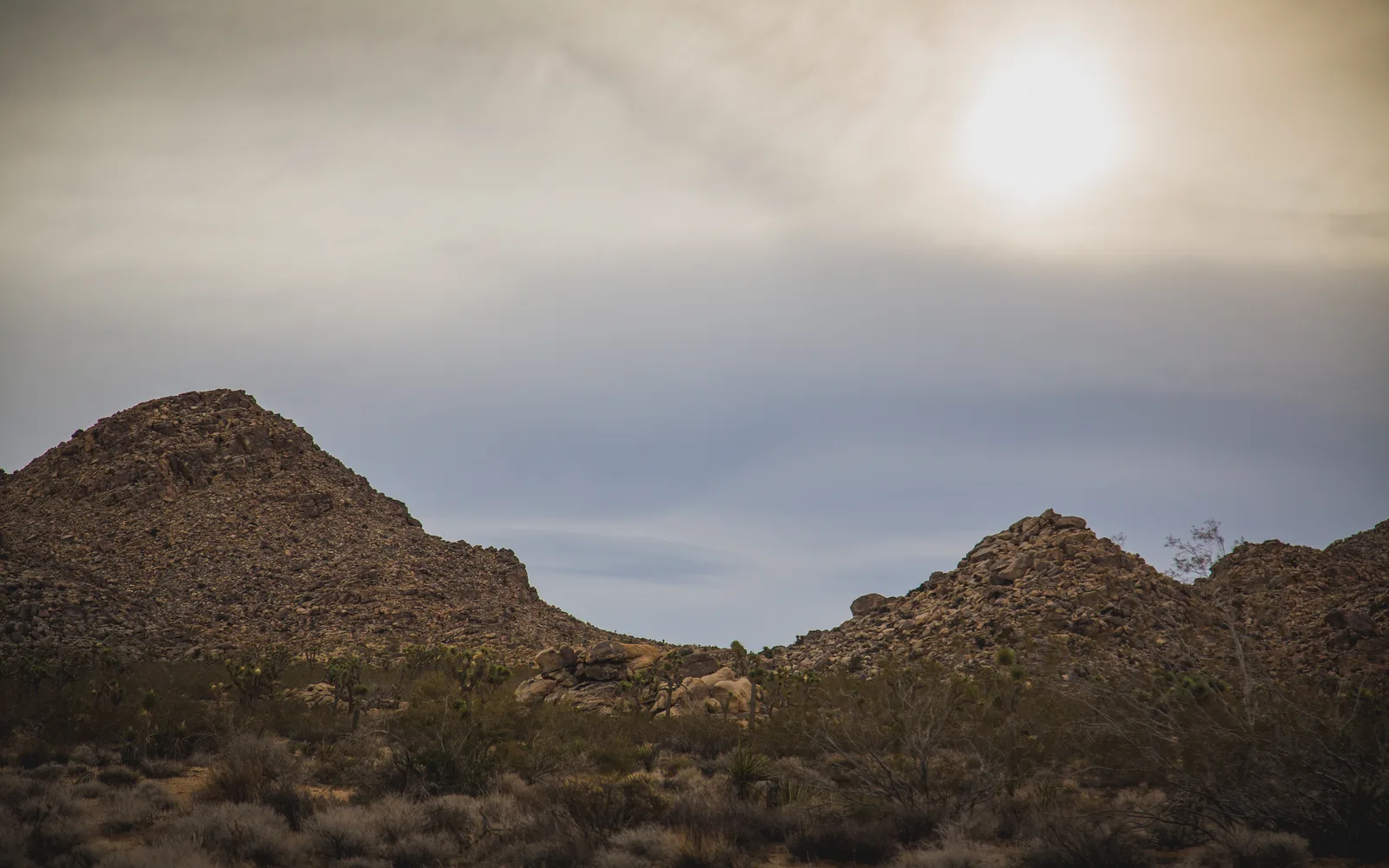 Desert landscape with distinctive Joshua trees and rock formations at Joshua Tree National Park